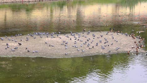 Hermosa-Isla-De-Pájaros-En-Medio-Del-Lago