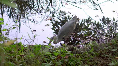 en el parque shakujii en tokio, japon hay muchos tipos de aves, la garceta es una de las mas pacientes a la hora de pescar, puede esperar mucho hasta que llegue el momento adecuado