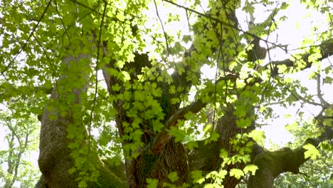 Tilting-down-from-the-sunny-leaves-in-the-treetops-of-a-forest-to-a-woman-tree-hugger-protecting-the-environment