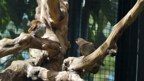 Munia-De-Pecho-Escamoso-O-Munias-Manchadas-Se-Acicalan-Plumas-Posadas-En-Ramas-Rústicas-En-Un-Recinto-Iluminado-Por-El-Sol-En-El-Zoológico-De-Mascotas-Mongo-Land-Da-Lat,-Vietnam