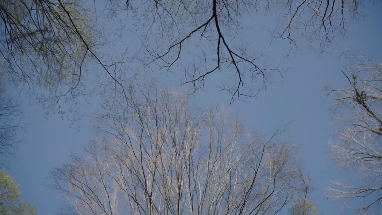 Cinematic view looking up at tree canopy blowing in gusty wind spiral camera dreamy shot