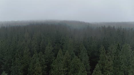 Seguimiento-De-Tiro-Aéreo-De-Drones-De-4k-A-Lo-Largo-De-Las-Copas-De-Los-árboles-Del-Bosque-En-Un-Día-De-Niebla-Espesa