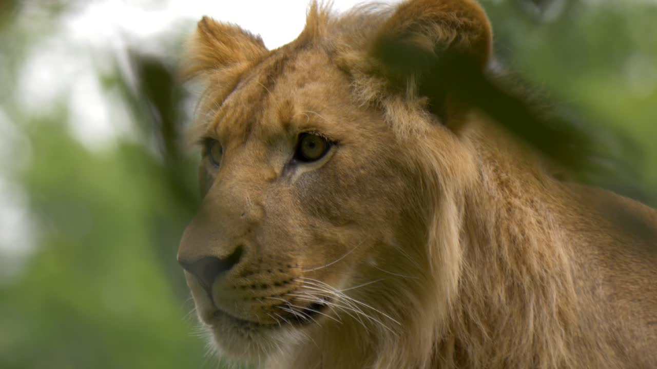 disparo de paralaje de un león joven en una densa jungla