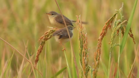 pequeño pájaro jugando en el arroz.