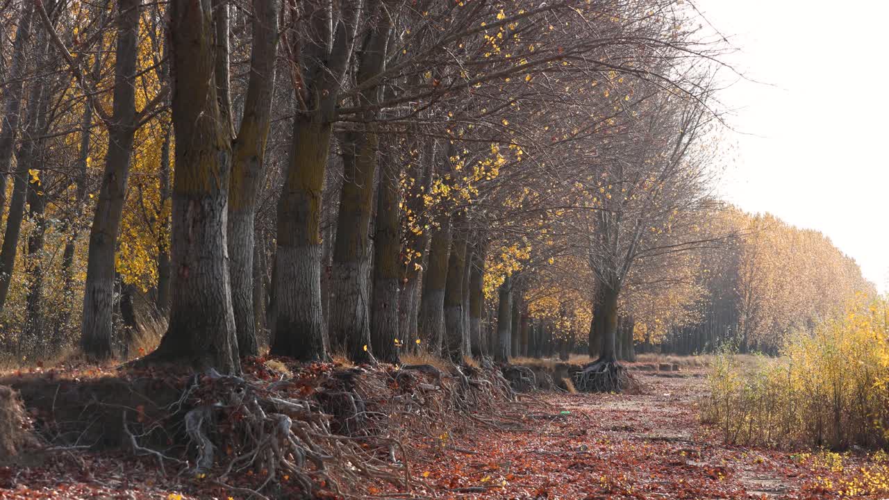 колышущиеся листья деревьев во время осеннего ветра в сельской местности