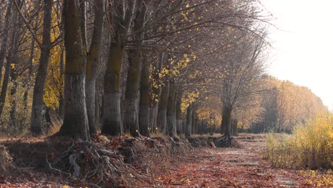 tree leaves swaying during autumn breeze near countryside