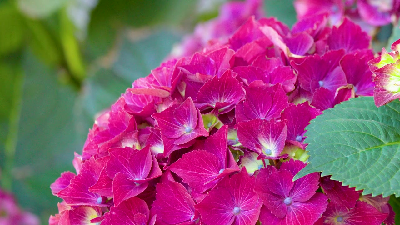 Close-up shot of pink hydrangea blossoms with green leaves in bright natural daylight.