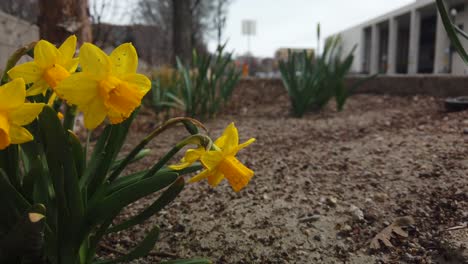 a slow camera pan of yellow daffodils in a small garden on the side of the road in a city waving in the wind