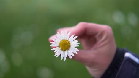 Girando-La-Flor-De-Margarita-En-La-Mano-De-Una-Niña