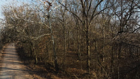 an empty desolate road through dried forest woods