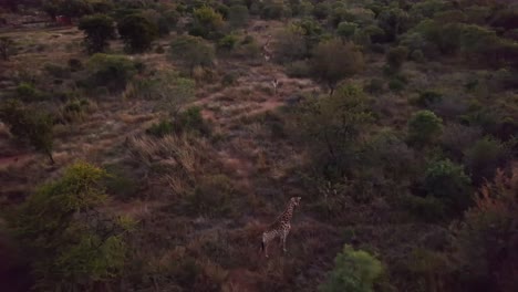 Jirafas-Tranquilas-Caminando-Juntas-Por-Un-Sendero-A-Través-De-La-Sabana-Sudafricana