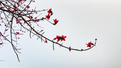 a rotating shot captures the stunning flowers of a red silk-cotton tree, with delicate petals falling gracefully