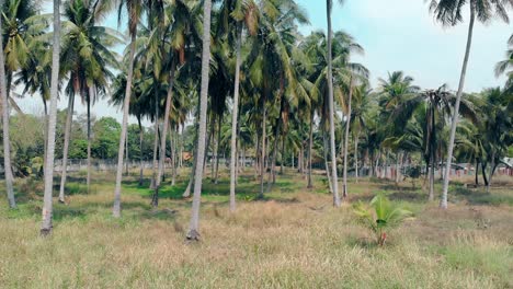 un bosque con palmeras se balancea en el viento caliente bajo un cielo despejado