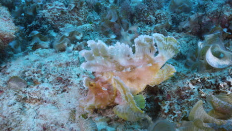 a rare pink rhinopias eschmeyeri sways in the ocean's current and leaps from one underwater volcanic rock to another