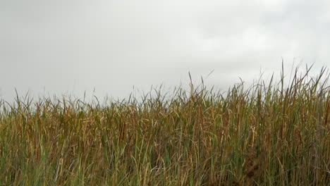 Long-grass-blown-in-gale-force-winds-along-a-coastline