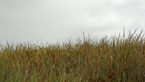 long grass blown in gale force winds along a coastline