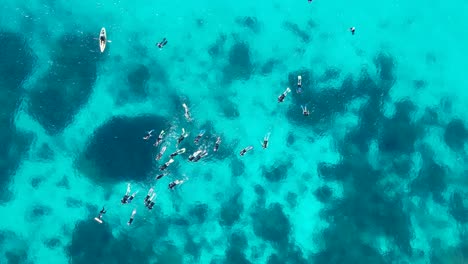 a large group of snorkelers drifting across the tropical coloured waters of the great barrier reef australia