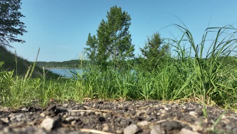 breeze lightly swaying leaves near an inland lake.
