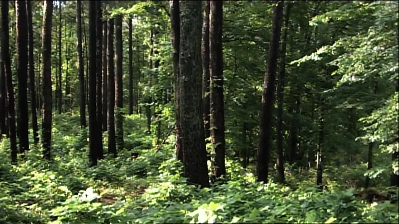 un pájaro carpintero escarapelado se ve en primer plano en un árbol
