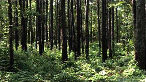 Ein-Kokardenspecht-Ist-In-Nahaufnahme-Auf-Einem-Baum-Zu-Sehen