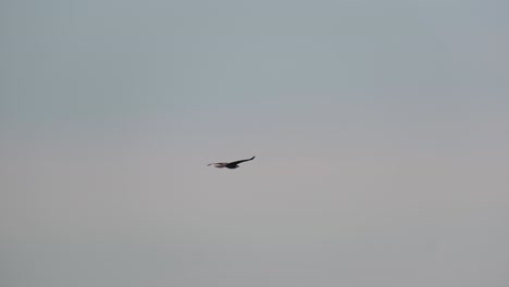 single eagle with spread wings soaring high in gloomy sky