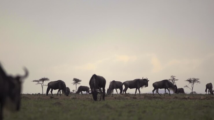 Gnous dans les plaines africaines
