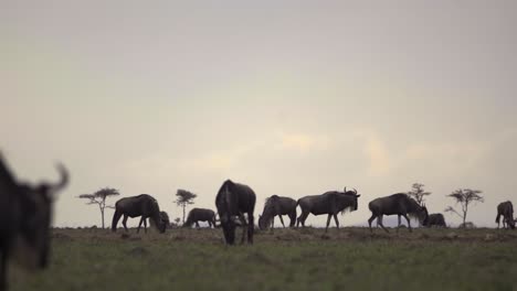 Gnus-Auf-Afrikanischen-Ebenen