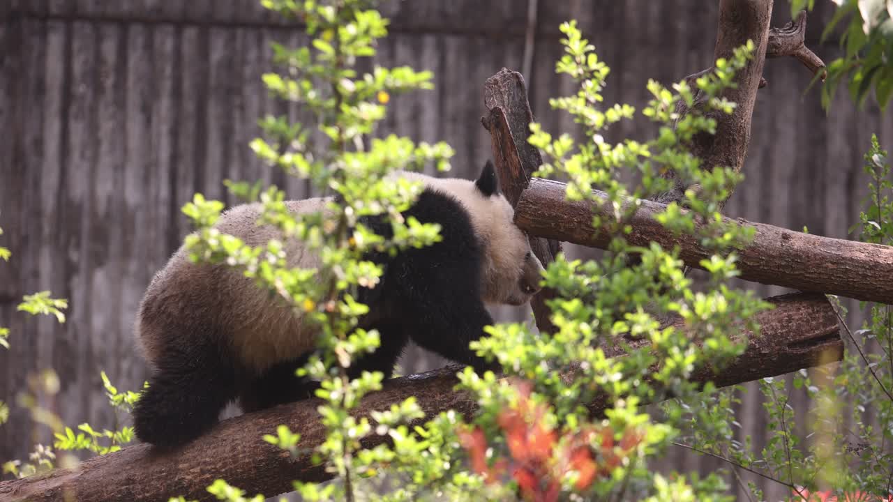panda gigante blanco y negro criando caminando en un tronco de madera en la base de investigación de chengdu, china estudio para la investigación científica y la conservación