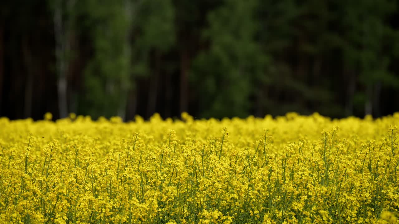 toma establecida de la plantación de colza amarilla de verano escénica en el campo