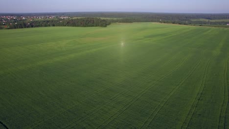 vuelo aéreo sobre el campo agrícola con hierba verde rusia