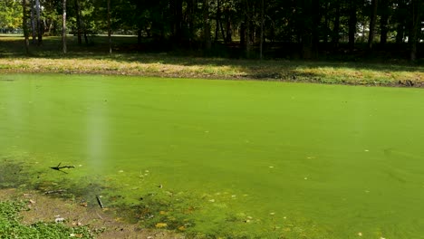 Algenblüte-Auf-Einem-Kleinen-Teich,-Nach-Oben-Kippbar