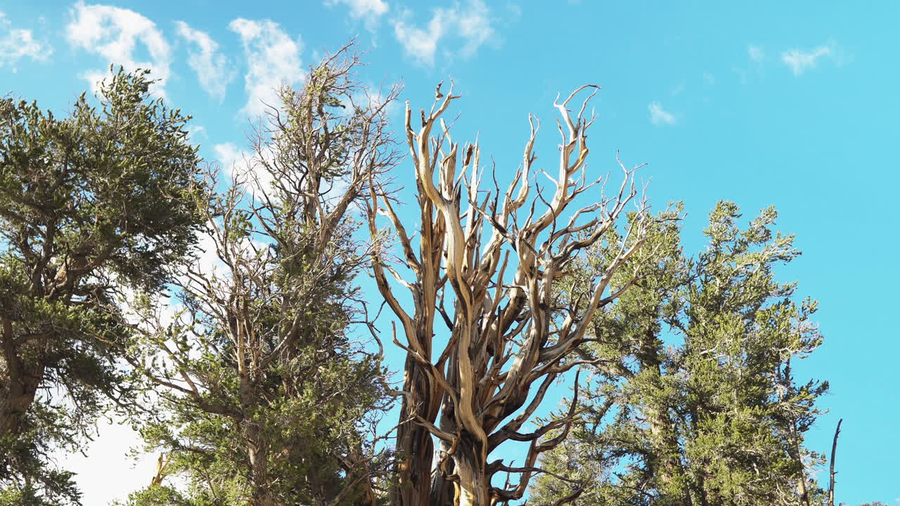 vista de árboles desde ángulos bajos captura hermosos antiguos pinos de bristlecone y un cielo azul soleado en el fondo en el bosque de california, estados unidos