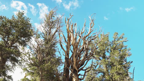 La-Vista-De-Los-árboles-Desde-ángulos-Bajos-Captura-Hermosos-Pinos-Bristlecone-Antiguos-Y-El-Soleado-Cielo-Azul-En-El-Fondo-Del-Bosque-De-California,-EE.UU.