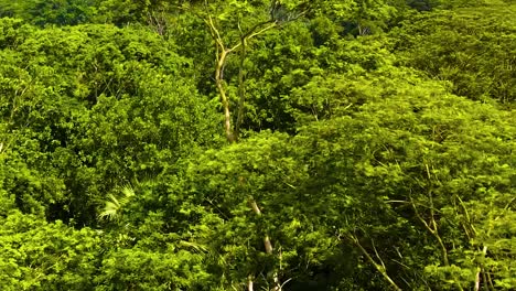 tall trees in tropical rainforest - drone ascending