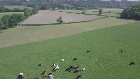 cows grazing in a field aieral fly over