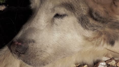 Close-up-of-a-sleepy-husky-dog-in-the-sun