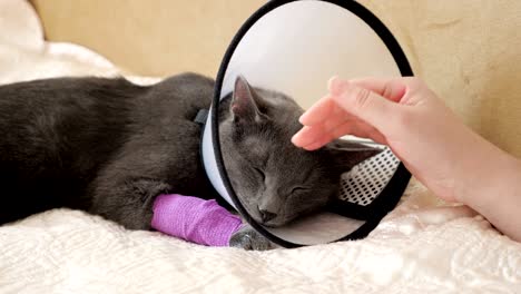 female hand strokes a sleeping gray cat. pet with a veterinary collar and bandaged paw