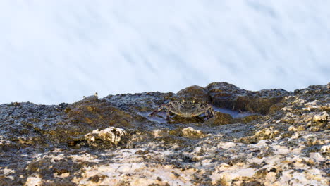 Background-of-coastal-crashing-waves,-Indonesian-crab-species