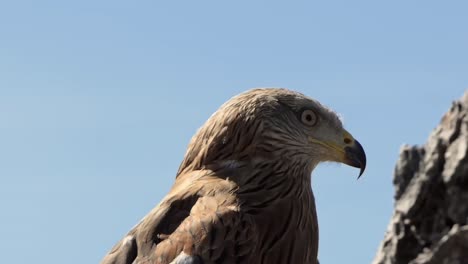 Red-kite-scans-its-surroundings-for-prey,-close-up-of-its-head