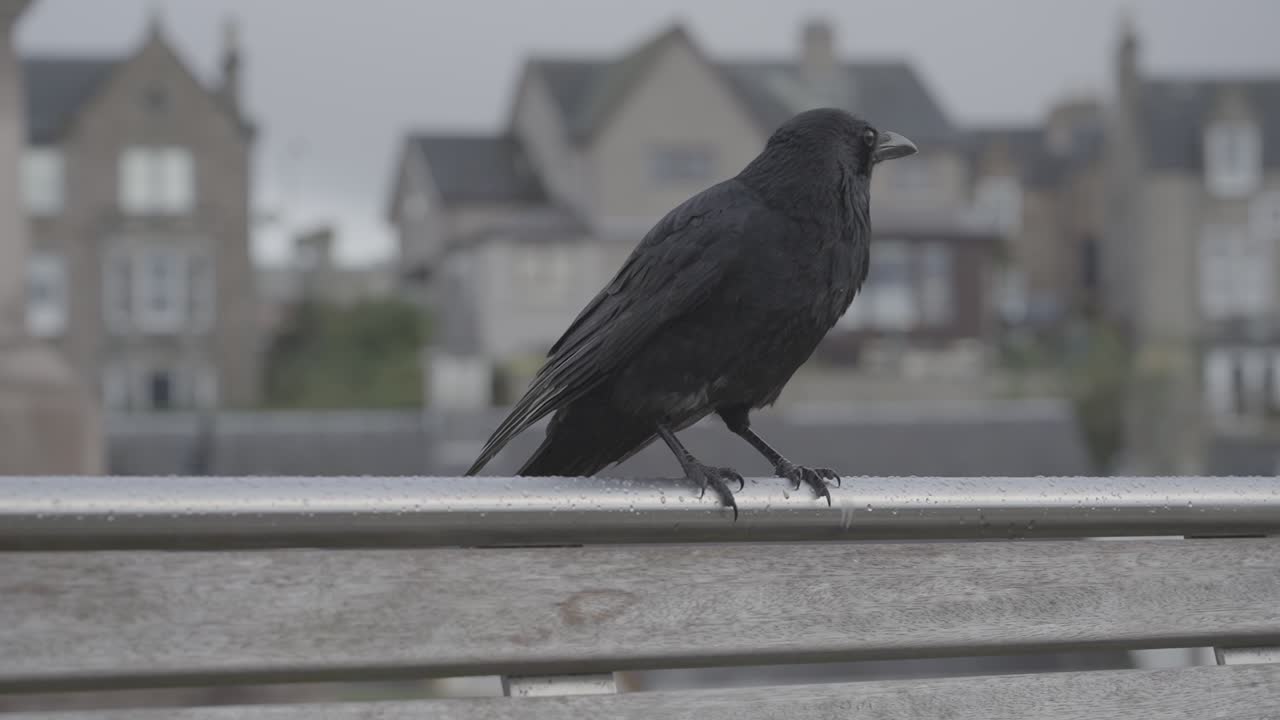 Crow Perched on a Rail in a City
