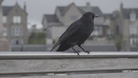 crow perched on a rail in a city
