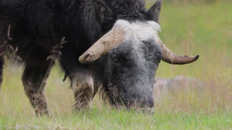 close up of a yak grazing in a field