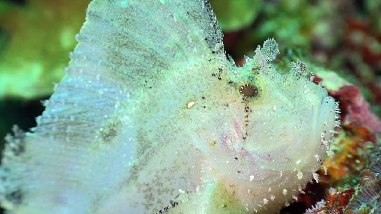화이트 리프 스코르피온피쉬 (white leaf scorpionfish) 는 열대 산호초에서 가까이 찍은 사진이다.