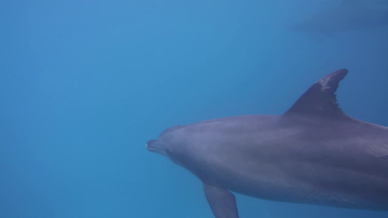 Bottlenose dolphin breaking the water then swimming back under in Egypt