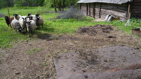 flock of sheep race back from pasture stop