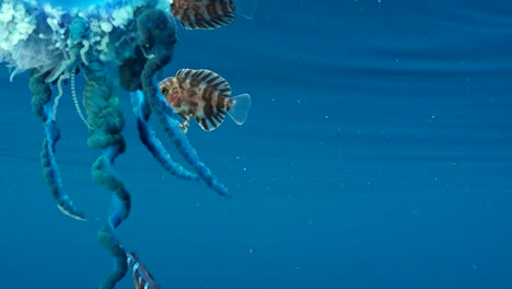 dangerous false jellyfish (portuguese man o' war) floating in the ocean next to a bluebottle driftfish (nomeus gronovii) and an imperial black fish (schedophilus ovalis).