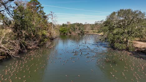 Enten-Und-Ibisse-Im-Audubon-Park-In-New-Orleans