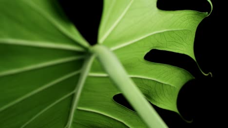 green montera deliciosa leaf isolated against black background