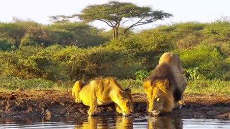 a pride of lions, including a male with a dark mane, drinks from a watering hole
