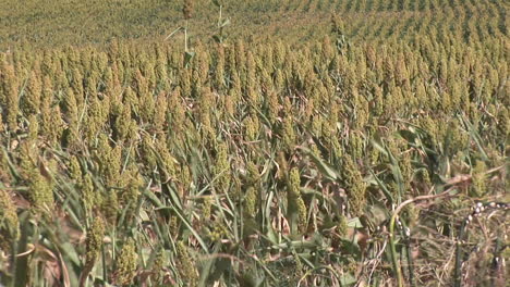 los cultivos soplados por el viento